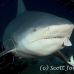 shark_bull_2t_srmr_beqa_h_0346_fij9718.jpg